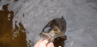 angler lands a smallmouth bass