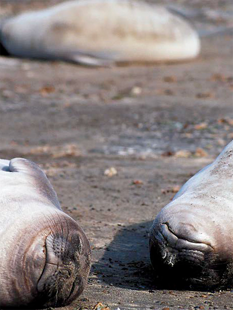 a group of elephant seals laying on the beach