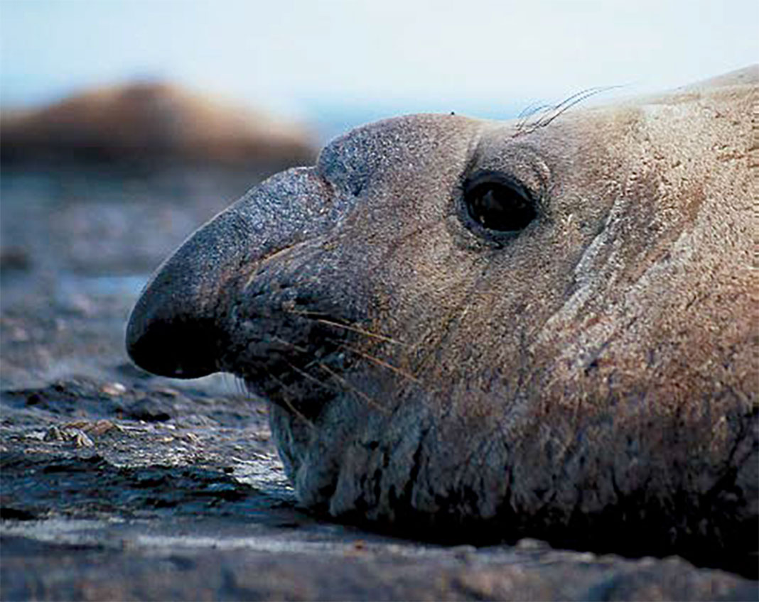 a bull elephant seal sits on the beach of the Patagonia coast
