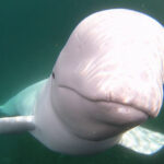 Beluga whale steals kayakers GoPro.