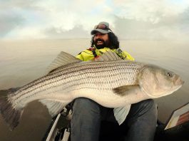man holds up a huge Chesapeake striped bass