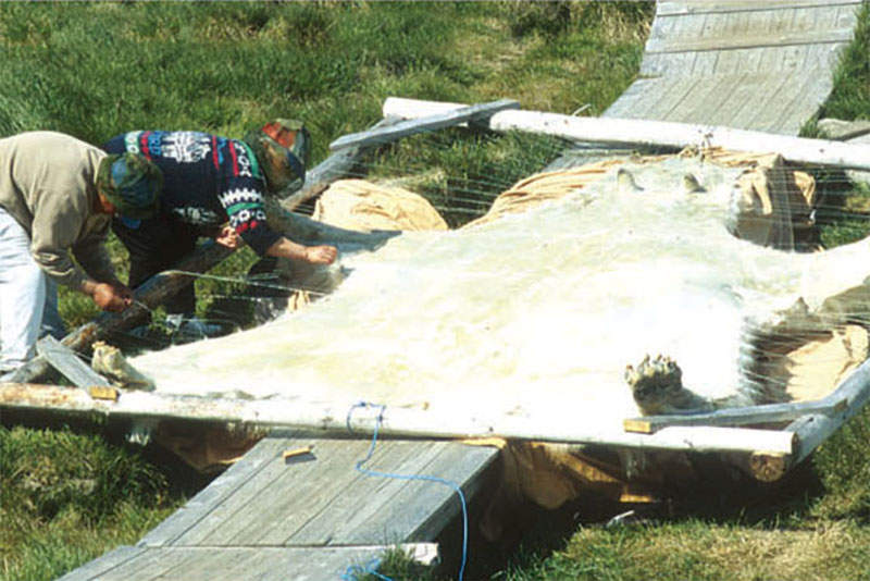 two Greenlanders work on stretching out a polar bear pelt