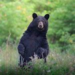 Bad News Bears: 5 Tips To Avoid Problem Bear Encounters a black bear stands up and looks at the photographer, with potential for a problem encounter
