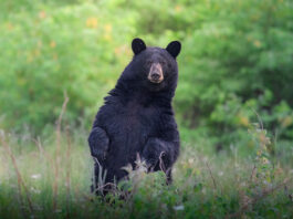 a black bear stands up and looks at the photographer, with potential for a problem encounter
