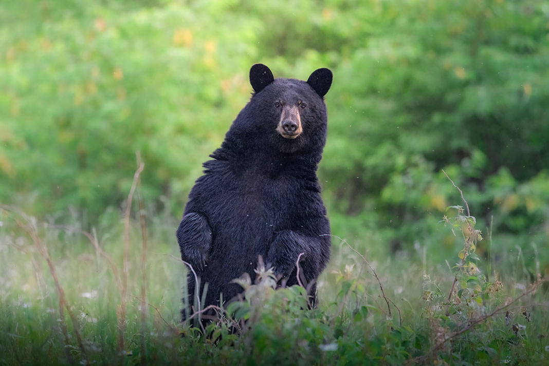 a black bear stands up and looks at the photographer, with potential for a problem encounter