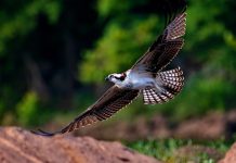 a swooping osprey, one example of a bird that can help anglers find fish