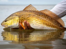 person's hand holding a copper-colored redfish just above the surface of the water
