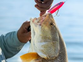 man holds up a redfish with lure in mouth to remove the hook