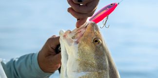man holds up a redfish with lure in mouth to remove the hook