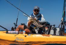 man holds up a calico bass caught by kayak in San Diego Bay