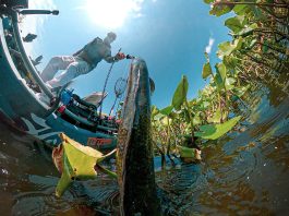 fish eye lens photo of kayak angler standing and landing a snakehead from muddy water with water plants