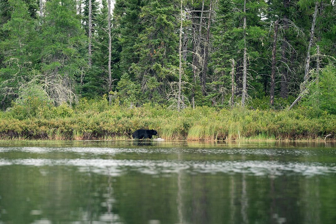 a bear walks along the banks of a river in Wabakimi Provincial Park