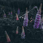 an old canoe filled with flowing lupins