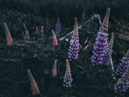 an old canoe filled with flowing lupins