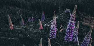 an old canoe filled with flowing lupins
