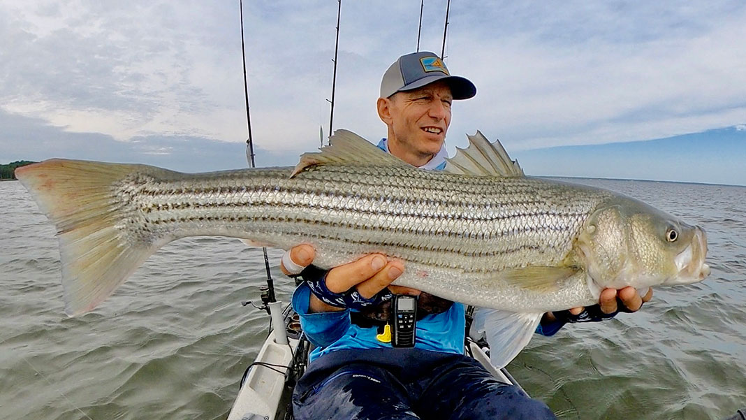 man holds up striped bass caught by kayak in Chesapeake Bay