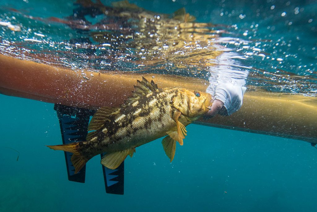 4 Pedal Kayak Pros Debate Fin Versus Propeller Kayak Angler