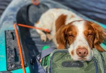 a dog sleeping on a kayak while being taken with an angler on a fishing trip