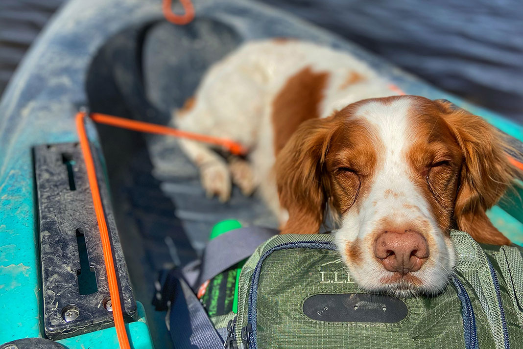 DIY Kayak with a dog Tip 