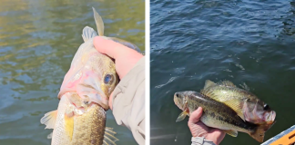 Bass attempts to swallow another Bass.