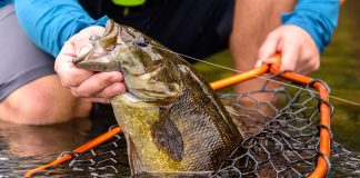 close-up of an angler netting a smallmouth bass caught in its native range