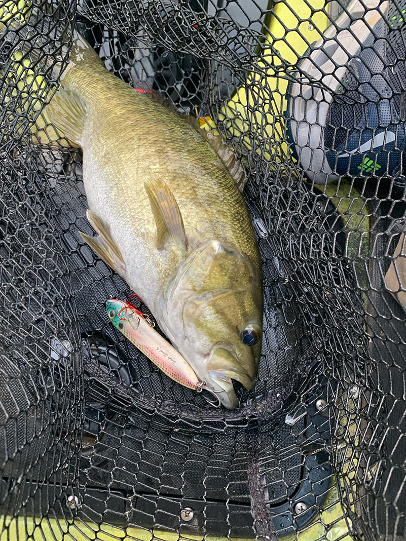 a smallmouth bass lays in a landing net