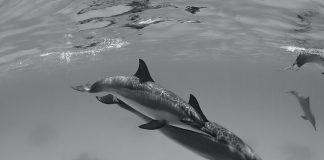 black and white photo of dolphins using sonar underwater