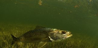 a speckled trout swims underwater