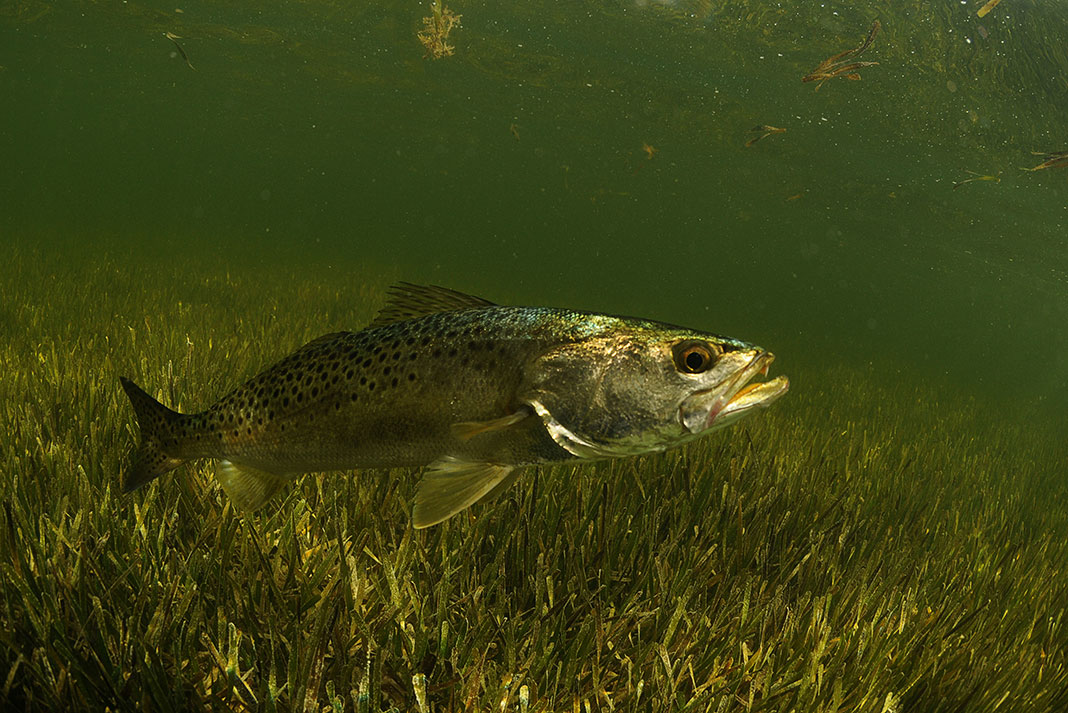 a speckled trout swims underwater