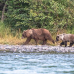 Alaska Fishing Is As Wild As The Nature Alaska is home to all three species of North American bears: black, polar and grizzly bears, like this mother and cub. | Photo: Dustin Doskocil