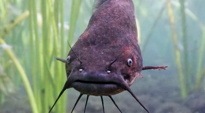 How To Identify Different Types Of Catfish | Kayak Angler