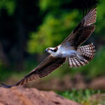 Signs From Above: Using Birds To Find More Fish a swooping osprey, one example of a bird that can help anglers find fish