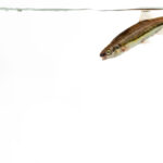 stylized graphic of a minnow floating just below the water's surface with white background