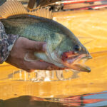 Why Not Minot: North Dakota’s Best-Kept Fishing Secrets Revealed hand holds a bass caught while kayak fishing near Minot ND