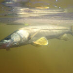 Matlacha Is Your Florida Flats Fishing Getaway a snook caught on fly in Matlacha, Florida