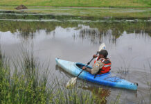 conservation enforcement officer paddles a kayak through a grassy wetland