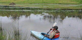 conservation enforcement officer paddles a kayak through a grassy wetland