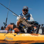 Experience Unmatched Urban Saltwater Fishing In San Diego Bay man holds up a calico bass caught by kayak in San Diego Bay