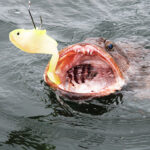 Go Cold, Dark And Deep For Trophy Lingcod a lingcod tries to eat a yellow soft plastic lure