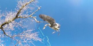 Kayak Angler Rescues Heron Dangling By Its Beak (Video)