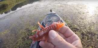 Bass Munch On Hellgrammite Lure (Video) Hellgramite lure held up by a kayak fisherman