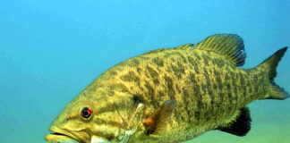 $500K Fine For Releasing Bass Leaves Anglers Concerned Image of smallmouth bass.