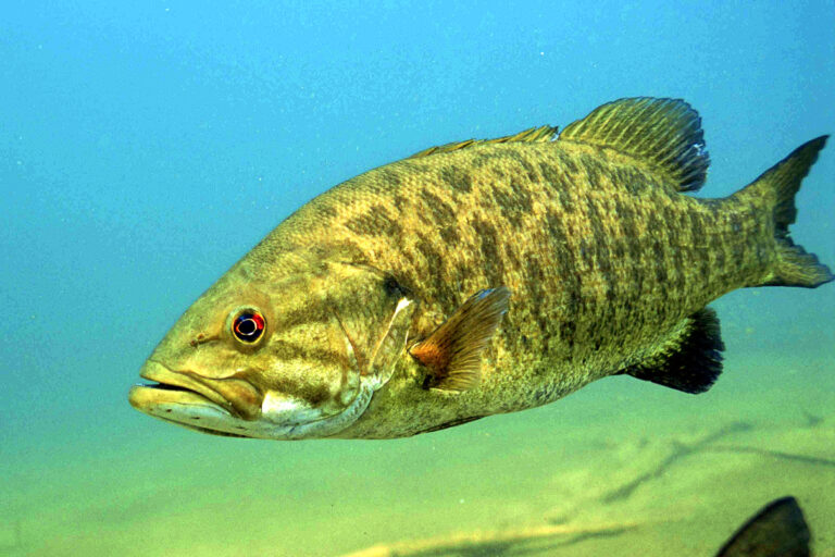 Concerned Fish $500K Fine For Releasing Bass Leaves Anglers Concerned | Kayak Angler