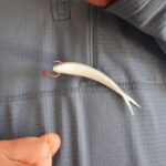 Angler holding drop shot rig.