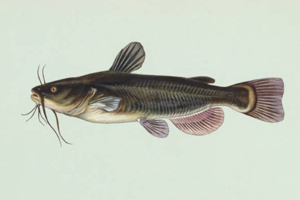 How To Identify Different Types Of Catfish | Kayak Angler