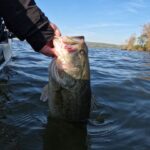 Best Bass Lures For Summer 2025 Fish being held before release.