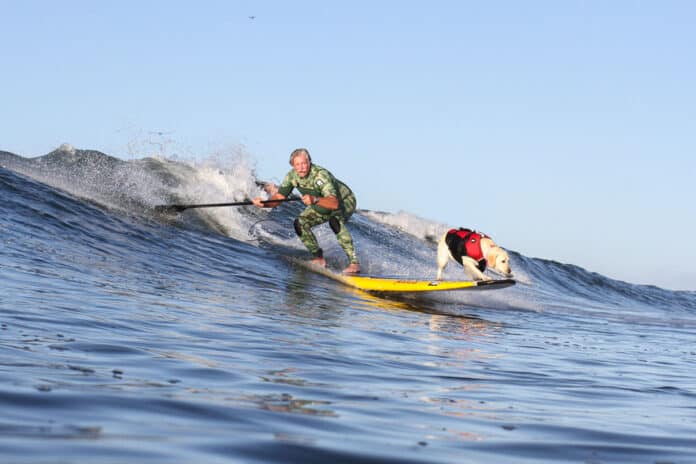 man uses paddleboard paddle to steer as Rippin' Rosie, SUP surfing dog, balances on the nose while they surf together