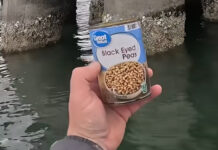 black-eyed peas can used as bait