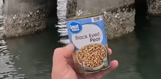 black-eyed peas can used as bait