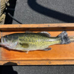 Image of largemouth bass